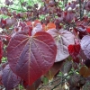 redbud-tree-close-up