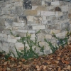 limestone veneer wall with creeping fig growing over it to give it an old world look
