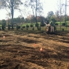 turf-renovation-incorporating-the-soil-amendments-into-the-soil