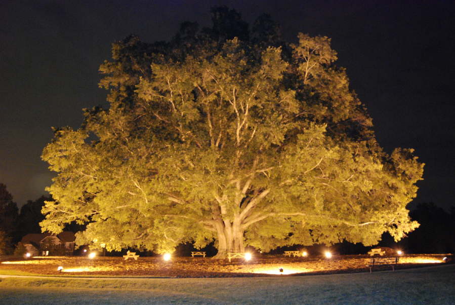 THE Largest uplit tree in North Carolina – Outdoor Contracting, Inc.