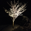 up lighting a tree