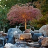 Up lighting a Japanese Maple