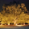 Up lit the largest Oak tree in NC- notice the picnic table