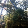 tree removal