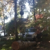 tree removal
