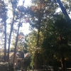 tree removal