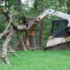 tree removal
