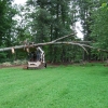 tree removal