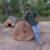 large oak tree log