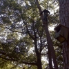 tree climbing to safely fall a tree