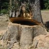 tree heart rot