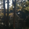 tree removal