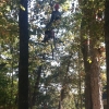 tree removal