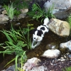 Puppy cooling off in a Pond