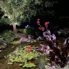 Pond with uplighting