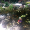 koi ponds