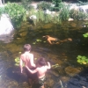 swimming in koi pond