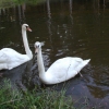 pet swans