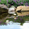 koi pond landscaping