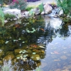 koi pond