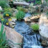 koi pond stream