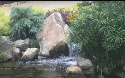 Koi Pond Water Feature – Outdoor Contracting, Inc.