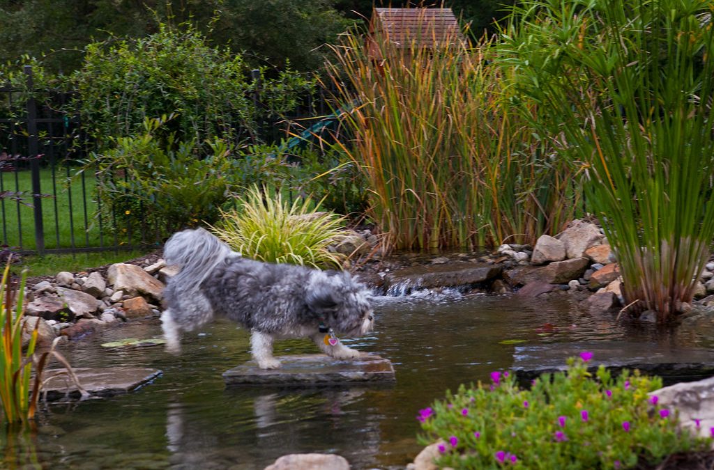 Beautiful Water Feature – Outdoor Contracting, Inc