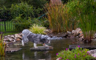 Beautiful Water Feature – Outdoor Contracting, Inc