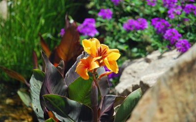 Landscape with plants that attract wildlife