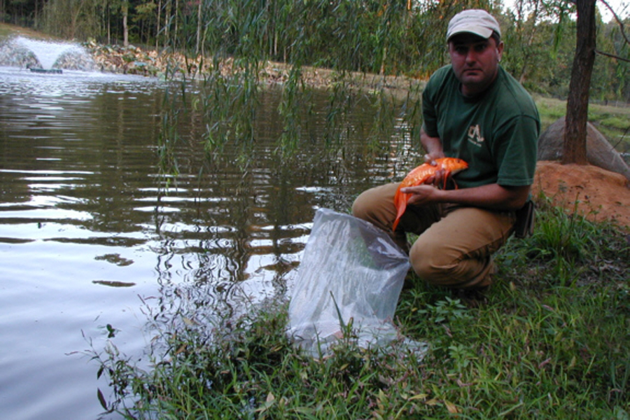 Got Fish? Landscape Koi Ponds and #Waterfeatures