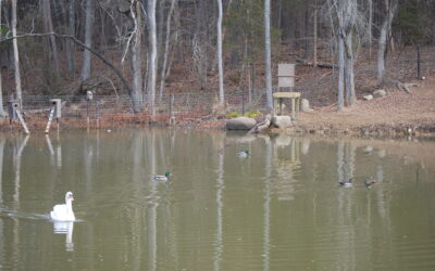 Equine Services – Automatic Swan Feeder