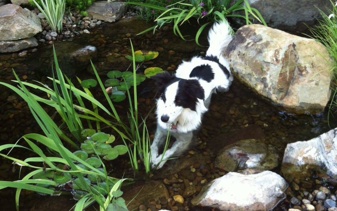 Design a water feature even your dog can enjoy!