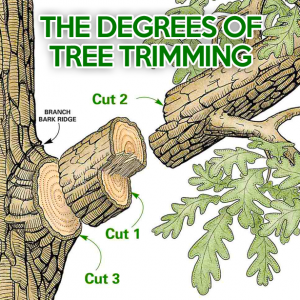 The Degrees of Tree Trimming - Outdoor Contracting #landscapingservices