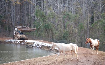 Arborist Work On Farm – Equine Services