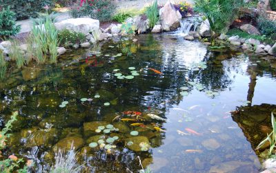 Koi Ponds Bring Beauty and Life To Your Landscape