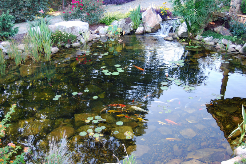 Koi Ponds Bring Beauty and Life To Your Landscape