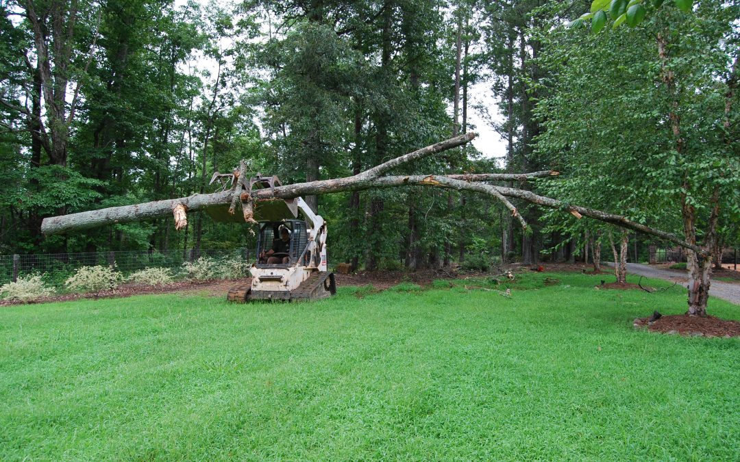 Reasons for Tree Pruning