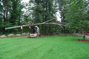 tree pruning and removal services 2
