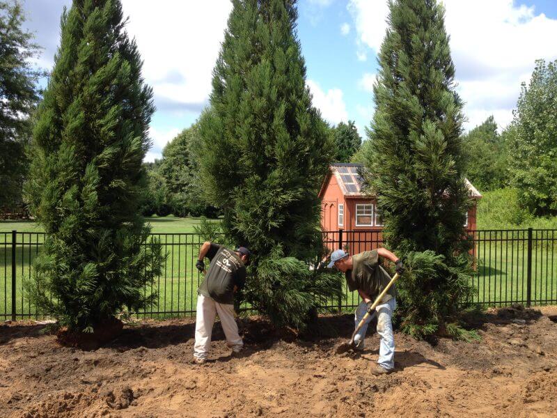 Tree line build along fence line