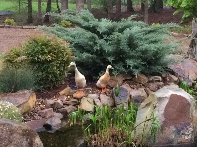 Complete Backyard Landscape Renovation | Outdoor Living & Landscape Construction Experts | Manmade Pond