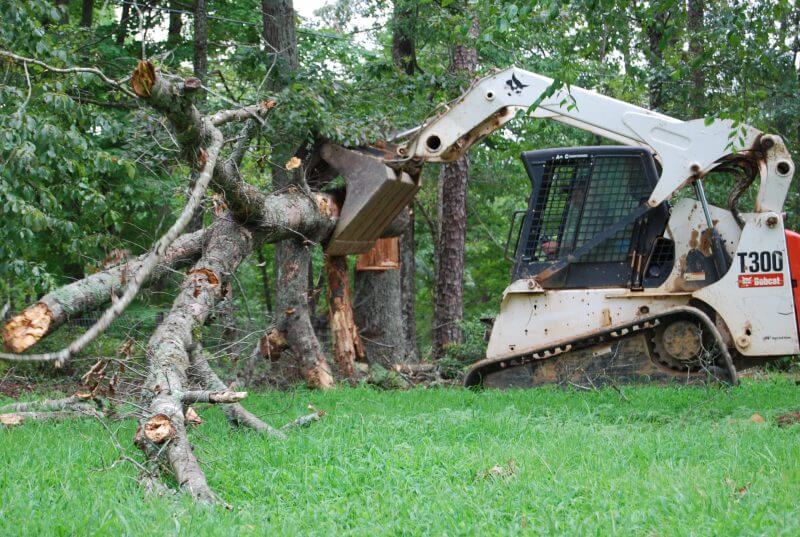 Large Tree Removal, Mature Tree Removal, Union County NC